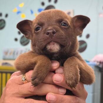 Speedy Gonzales -  Mixed Breed Dog for Adoption in Phenix City, Alabama - Speedy Gonzales | PetCurious