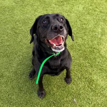 Annie -  Black Labrador Retriever Dog for Adoption in Idaho Falls, Idaho - Annie | PetCurious