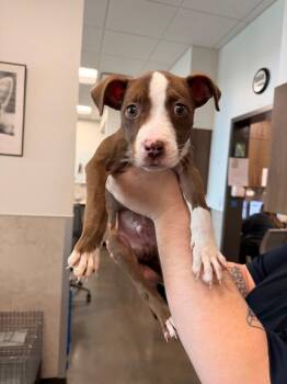 Pit Bull Terrier Dogs Available for Adoption in Clarksville, Tennessee - Chip Skylark | PetCurious