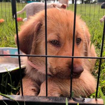 Tagalong -  Mixed Breed Dog for Adoption in Buffalo, Minnesota - Tagalong | PetCurious