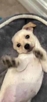 pickles -  Terrier and Chiweenie Dog for Adoption in Murrieta, California - Pickles | PetCurious