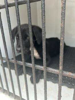 Rooster -  Labrador Retriever Dog for Adoption in Mobile, Alabama - Rooster | PetCurious