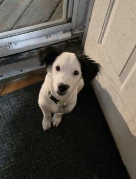 Snoopy -  Terrier Dog for Adoption - Snoopy | PetCurious