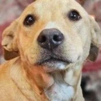 Yellow Labrador Retriever Dogs Available for Adoption in Allentown, Pennsylvania - Toffee | PetCurious