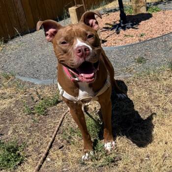 Maverick -  Pit Bull Terrier and Mixed Breed Dog for Adoption in Cheyenne, Wyoming - Maverick | PetCurious