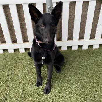 A613591 -  German Shepherd Dog and Mixed Breed Dog for Adoption in Modesto, California - A613591 | PetCurious