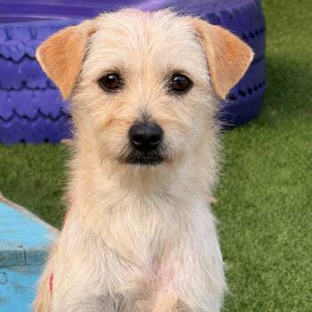 Terrier Dogs Available for Adoption in Hondo, Texas - Tanner | PetCurious