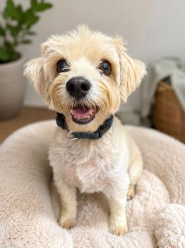 Scamp -  Maltese and Yorkshire Terrier Dog for Adoption in Coachella, California - Scamp | PetCurious