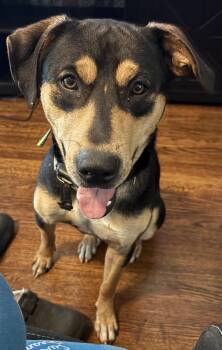 Roscoe CL -  Pit Bull Terrier and Hound Dog for Adoption in Kansas City, Missouri - Roscoe CL | PetCurious