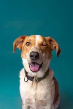 Dexter -  Australian Cattle Dog Blue Heeler Dog for Adoption in Mississauga, Ontario - Dexter | PetCurious