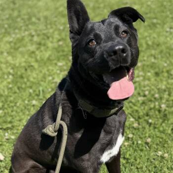 Dutch Shepherd and Chocolate Labrador Retriever Dogs Available for Adoption in Los Angeles, California - Hopscotch | PetCurious