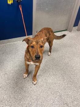 LEO -  Labrador Retriever and Mixed Breed Dog for Adoption in Pasadena, Texas - LEO | PetCurious