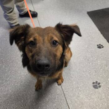 Gronk -  Shepherd Dog for Adoption in Watertown, New York - Gronk | PetCurious