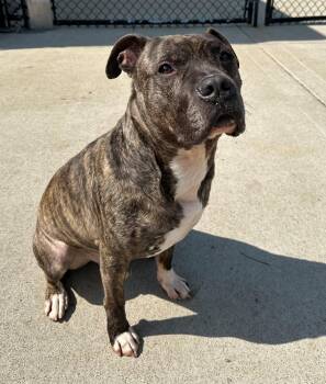 Pit Bull Terrier Dogs Available for Adoption - Boomer | PetCurious
