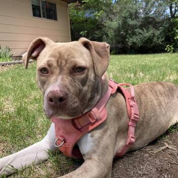 Autumn -  Pit Bull Terrier and Mixed Breed Dog for Adoption in Fort Collins, Colorado - Autumn | PetCurious