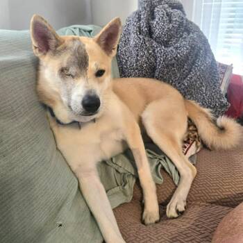 D.A.R.E -  Mixed Breed Dog for Adoption in State College, Pennsylvania - D.A.R.E | PetCurious