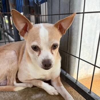 Mixed Breed and Chihuahua Dogs Available for Adoption - Chico | PetCurious