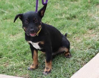 Pride -  Mixed Breed Dog for Adoption in Pflugerville, Texas - Pride | PetCurious