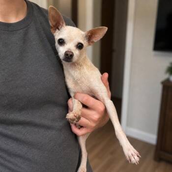 Chihuahua Dogs Available for Adoption in Tifton, Georgia - Hank | PetCurious