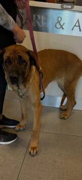Mastiff and German Shepherd Dog Dogs Available for Adoption - COOKIE | PetCurious