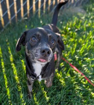 Delta -  Terrier Dog for Adoption in Santa Rosa, California - Delta | PetCurious
