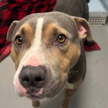 Kostas -  Pit Bull Terrier Dog for Adoption in Des Moines, Iowa - Kostas | PetCurious