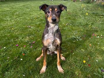 Ryder -  Australian Cattle Dog Blue Heeler and Mixed Breed Dog for Adoption in Sebastian, Florida - Ryder | PetCurious