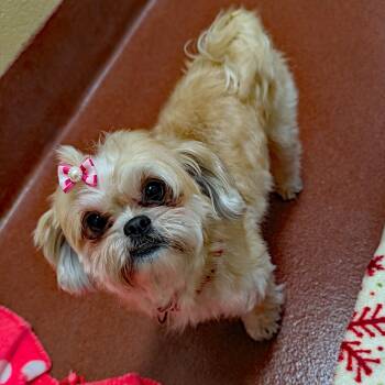 Maggie -  Shih Tzu and Pomeranian Dog for Adoption in Accident, Maryland - Maggie | PetCurious