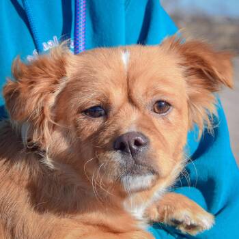 Chihuahua and Dachshund Dogs Available for Adoption - Rocky | PetCurious