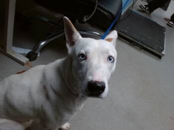 Rescue Husky and Mixed Breed Dogs for Adoption in Albuquerque, New Mexico - OZZY | PetCurious