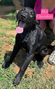 Hot chocolate - Not at shelter -  Shepherd and Golden Retriever Dog for Adoption in Rustburg, Virginia - Hot Chocolate - Not At Shelter | PetCurious