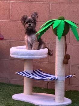 Riot -  Yorkshire Terrier Dog for Adoption in Mission Viejo, California - Riot | PetCurious