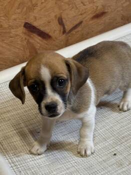 Chihuahua and Beagle Dogs Available for Adoption in Bolivar, Missouri - Bootcut | PetCurious