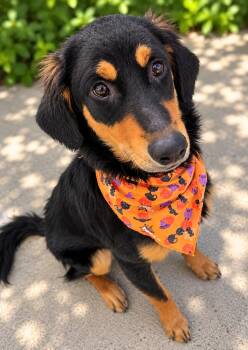 Bagel -  Retriever Dog for Adoption in Long Beach, New York - Bagel | PetCurious