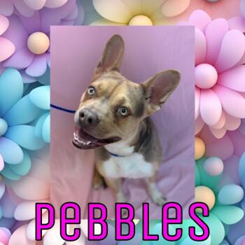 French Bulldog and German Shepherd Dog Dogs Available for Adoption - Pebbles | PetCurious
