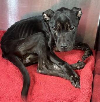 Smithfield -  Mixed Breed Dog for Adoption in Chamblee, Georgia - Smithfield | PetCurious