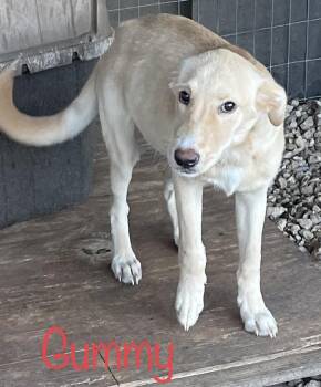 Rescue Labrador Retriever Dogs for Adoption in Cairo, Georgia - Gummy | PetCurious