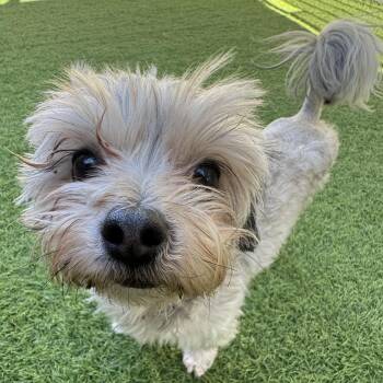 Mixed Breed Dogs Available for Adoption in Las Vegas, Nevada - Sullivan | PetCurious