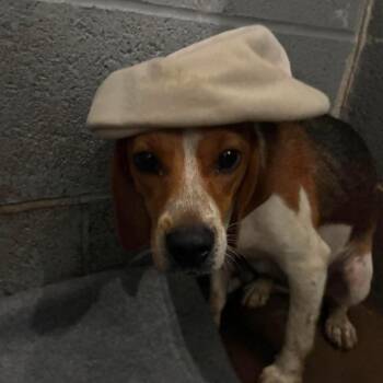 Cream -  Beagle Dog for Adoption in Corbin, Kentucky - Cream | PetCurious