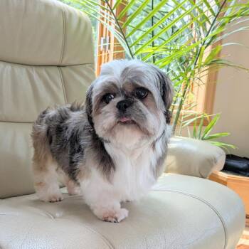 Casanova -  Shih Tzu Dog for Adoption in Rochester, Minnesota - Casanova | PetCurious