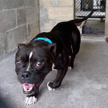 Roxy 2 -  English Bulldog and Mixed Breed Dog for Adoption in Clearwater, Florida - Roxy 2 | PetCurious
