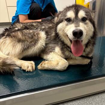 Mixed Breed Dogs Available for Adoption in Batavia, Ohio - Pumba | PetCurious