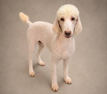 Noah -  Labrador Retriever and Poodle Dog for Adoption in Crossville, Tennessee - Noah | PetCurious
