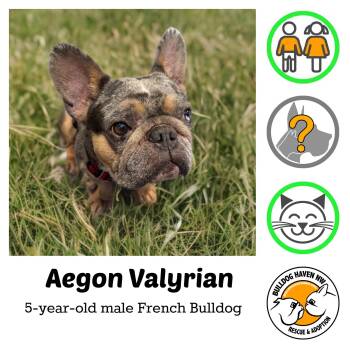 Rescue French Bulldog Dogs for Adoption in Bonney Lake, Washington - AEGON VALYRIAN | PetCurious