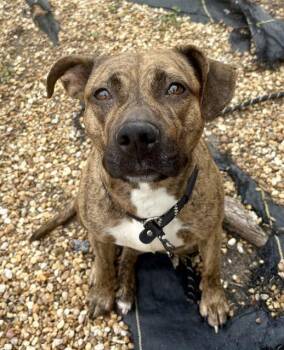 MINNIE -  Mixed Breed Dog for Adoption in Jacksonville, Florida - MINNIE | PetCurious