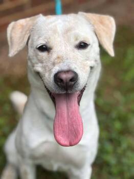 DAPHNE -  Mixed Breed Dog for Adoption in Warrenton, North Carolina - DAPHNE | PetCurious
