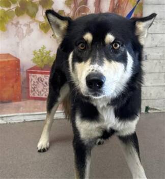Siberian Husky Dogs Available for Adoption in San Bernardino, California - JAKIE | PetCurious