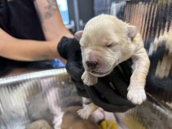 A254726 -  German Shepherd Dog and Mixed Breed Dog for Adoption in Visalia, California - A254726 | PetCurious