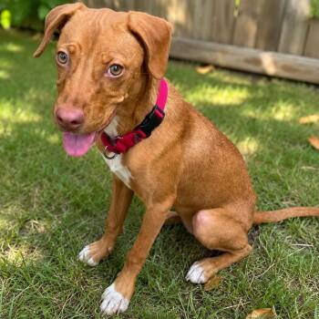 Ginger -  Vizsla Dog for Adoption in Tunica, Mississippi - Ginger | PetCurious