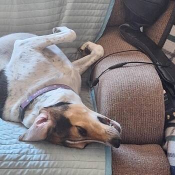 Mixed Breed Dogs Available for Adoption in Park City, Utah - Gracie | PetCurious